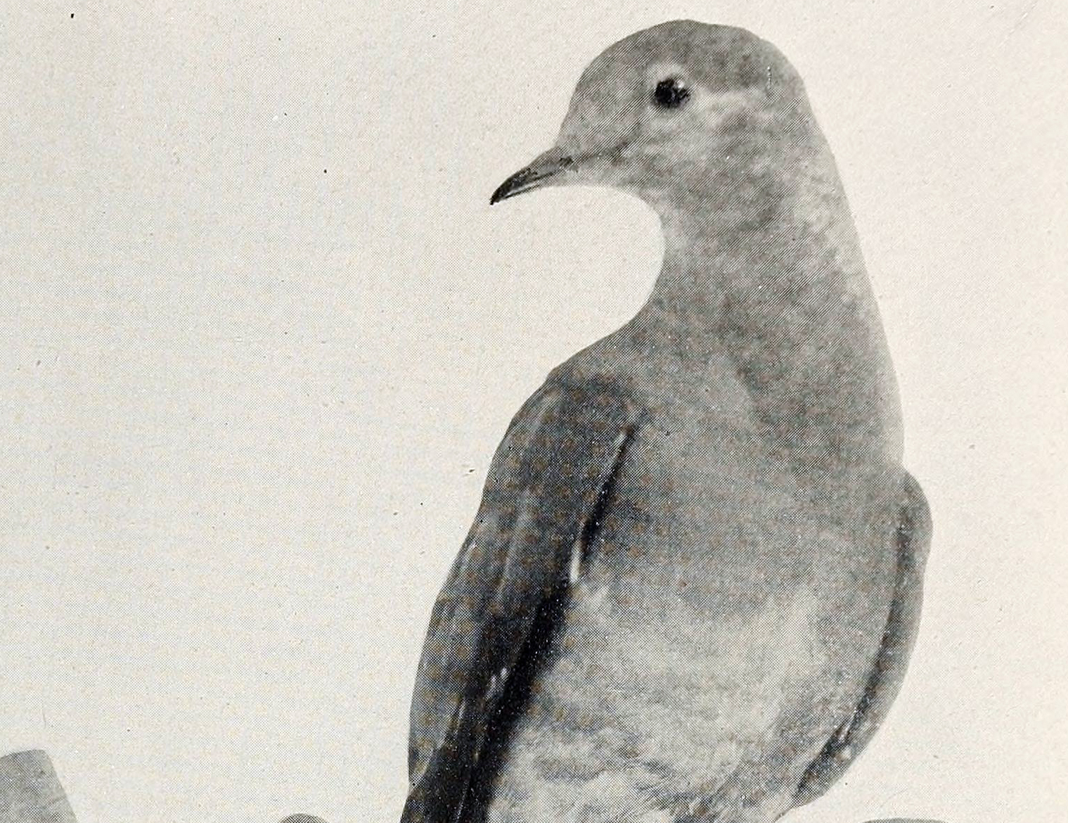 Wausau Art Museum Remembers the Passenger Pigeon