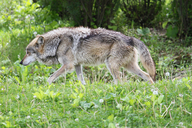 DNR Will Close Portion Of State To Wolf Hunting On Saturday