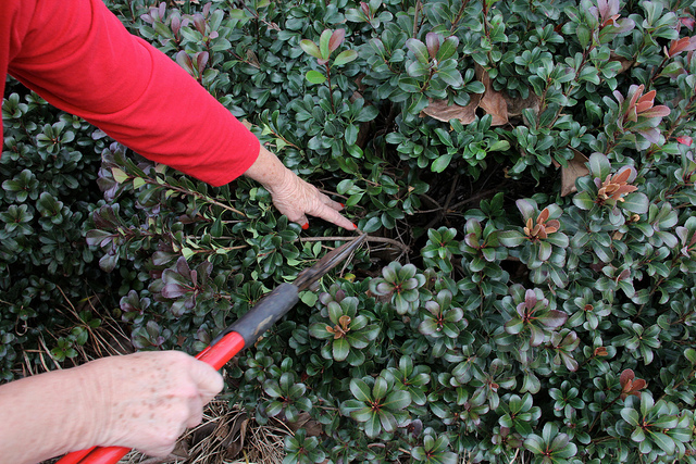 pruning, UGA College of Ag & Environmental Sciences - OCCS  (CC-BY-NC)