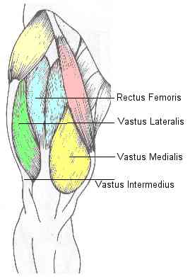Quad muscle