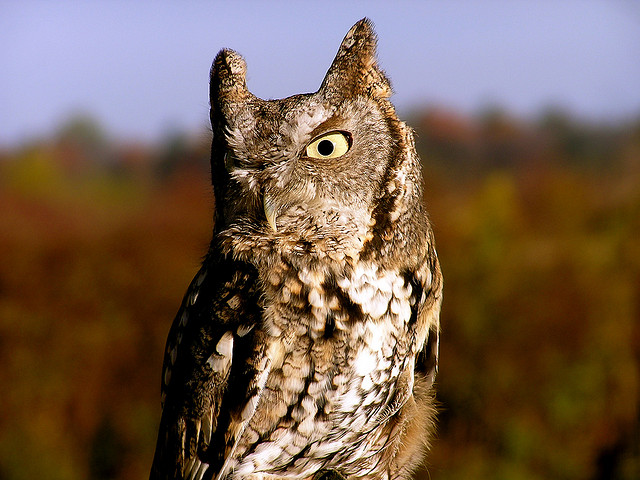 screech owl, Lester Public Library (CC-BY-NC-SA)