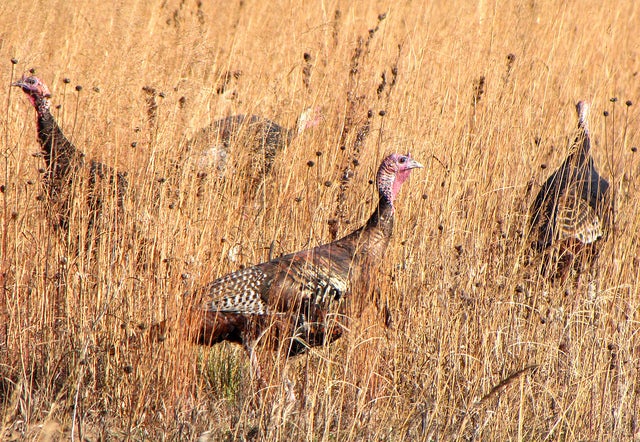 wild turkeys, USFWSmidwest (CC-BY)