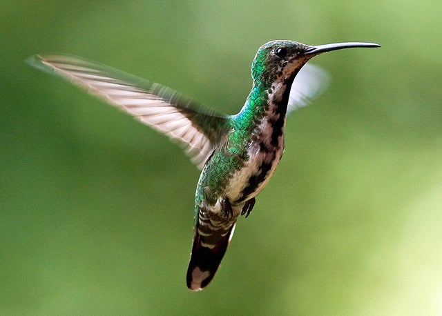 Green breasted mango hummingbird, Kathy & sam (CC-BY)