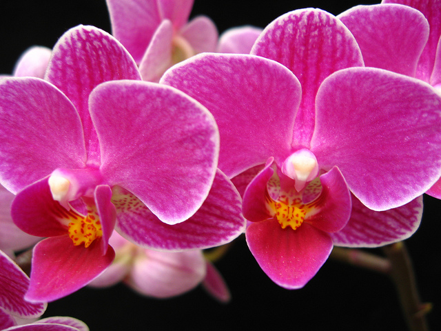 Phalaenopsis Orchid, Don Urban (CC-BY-NC)