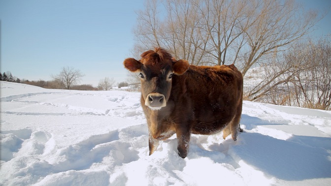 Inga's cow in winter, Joe Maurer