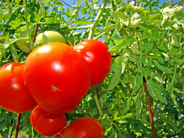 tomatoes, uwgb admissions (CC-BY-NC-SA)