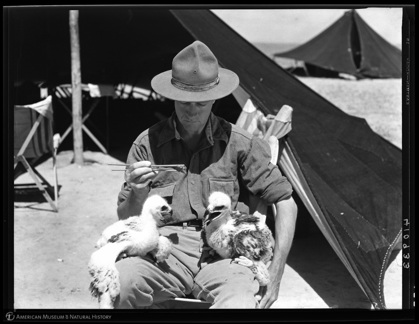 Roy Chapman Andrews feeds baby eagles in Mongolia