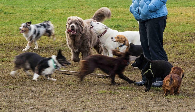 dog park, Doug Brown (CC-BY-NC-SA)
