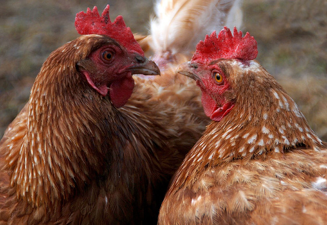 Discovery Of Bird Flu In Central Wisconsin Leaves Poultry Industry Nervous