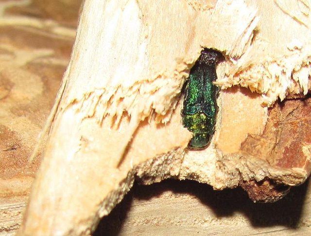 Winter can uncover signs of emerald ash borer