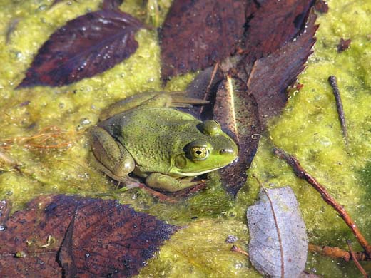 American Bullfrog, photo courtesy of Rori Paloski