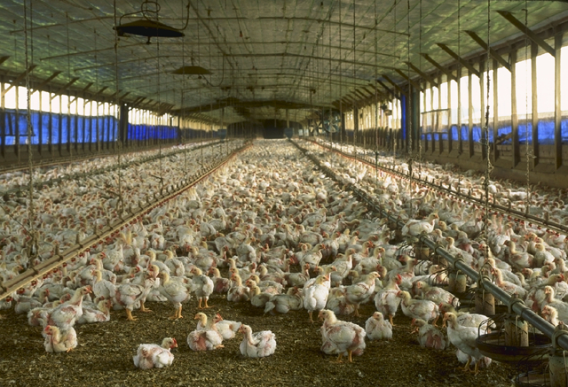 Wisconsin Officials Have Plan To Battle Bird Flu Outbreaks In Poultry Supply