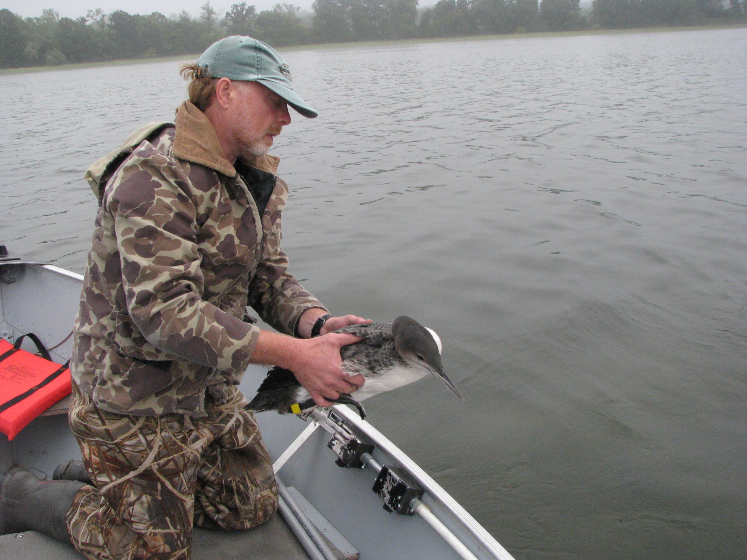 Researchers Studying Effects Of BP Oil Spill On Wisconsin Loons Who Winter There