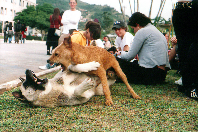 dog fight, Fabricio Marcon (CC-BY-NC-SA)