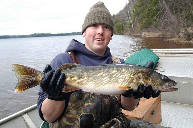 walleye, WI Department of Natural Resources (CC-BY-ND)