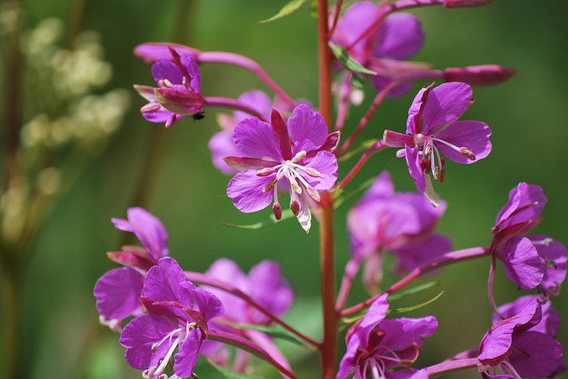 Fireweed.