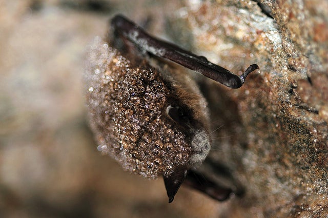 White-Nose Syndrome