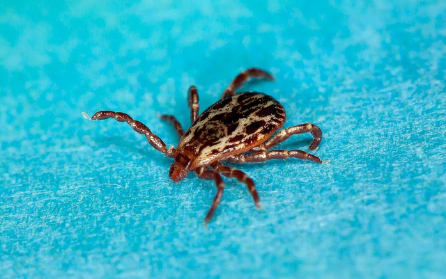 Wood tick