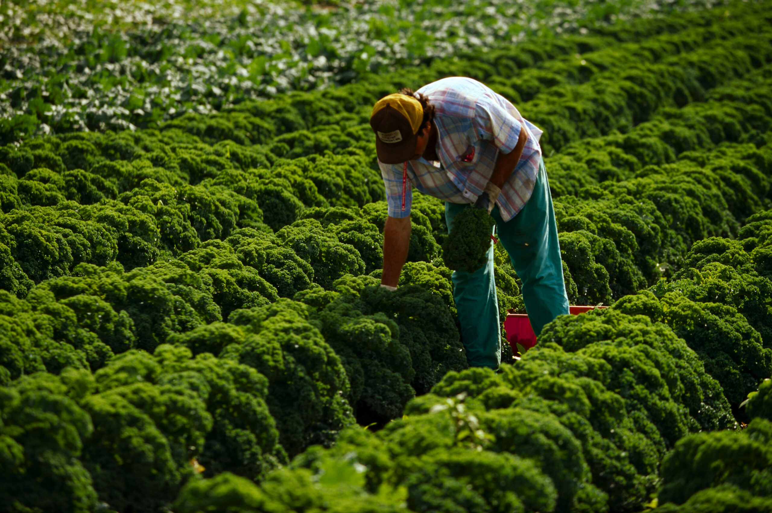 Martin Diffley harvesting green kale.