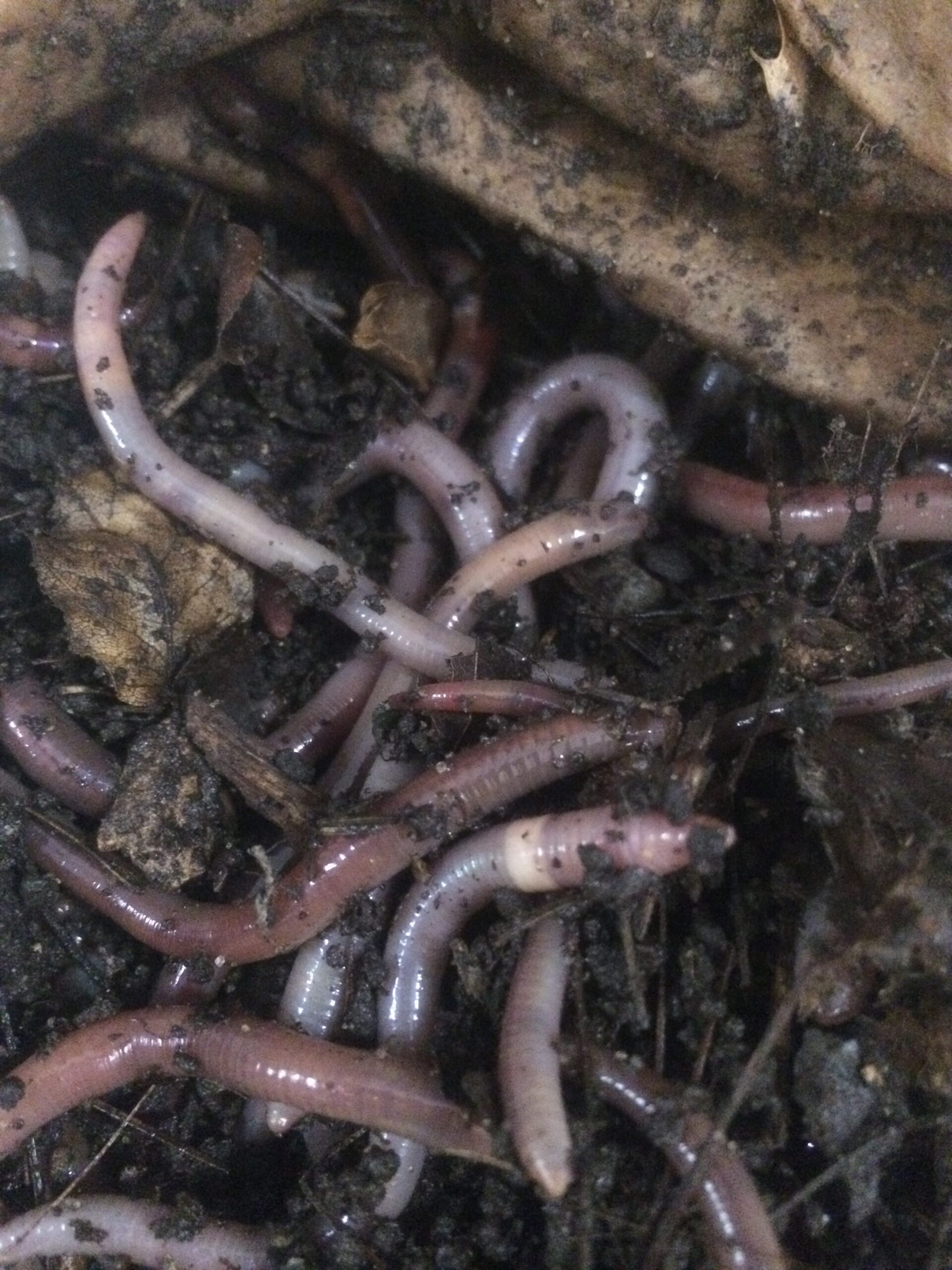 Wisconsin DNR Calls For Public To Help Track Invasive Worm Species