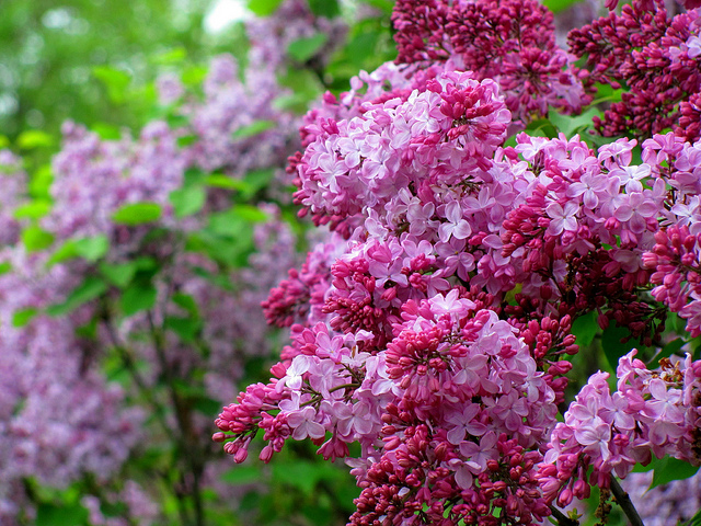 Lilacs are an immigrant plant.