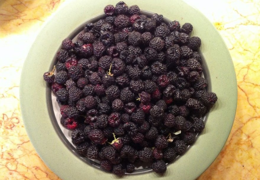 black raspberries, Judith Siers-Poisson