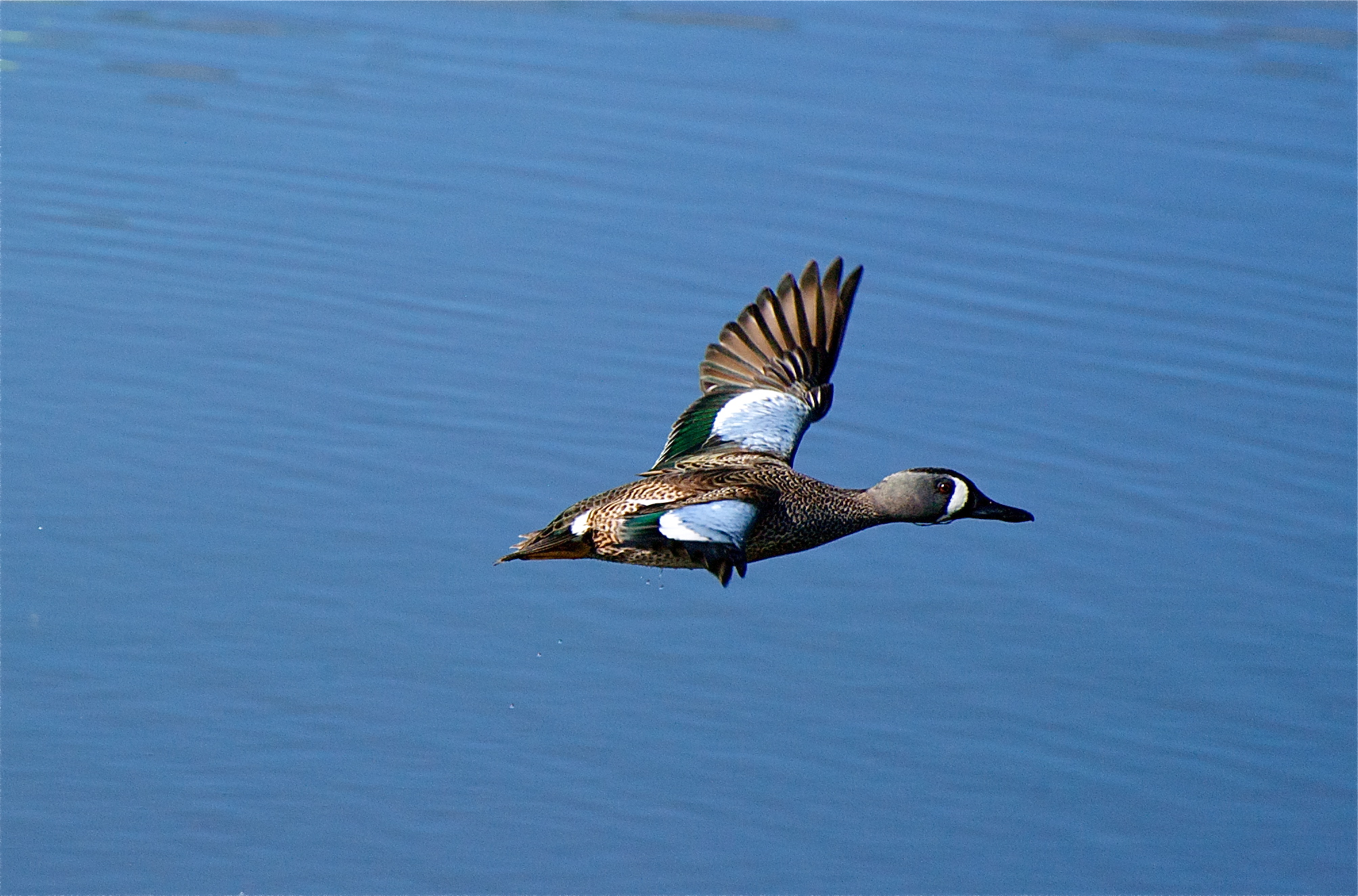 DNR: High Continental Duck Numbers Good For Wisconsin Hunters