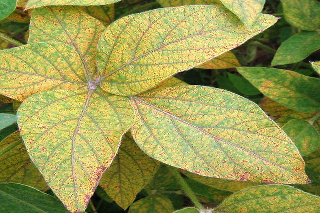 soybean rust, International Institute of Tropical Agriculture (CC-BY-NC)