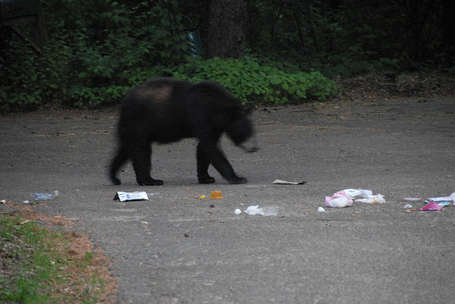 Northern Wisconsin Village Puzzles Over What To Do About Nuisance Bears