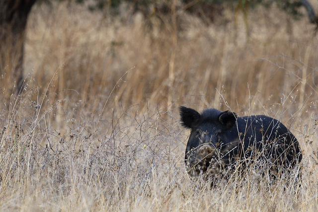 State Asks Hunters To Help Eliminate Feral Hogs