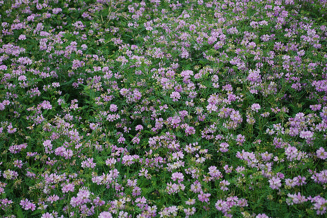 Sea of crown vetch at New Observatory Woods, a Wisconsin State Natural Area
