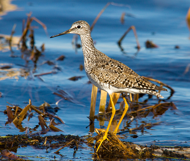 Lesser Yellowlegs migrate through Wisconsin in spring and fall