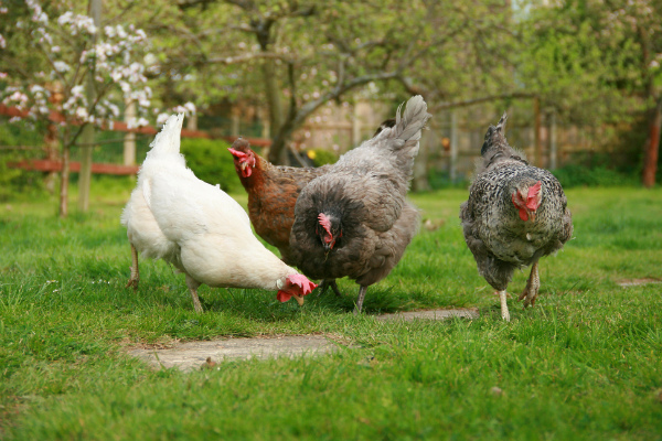 Garden chickens could be susceptible to the bird flu