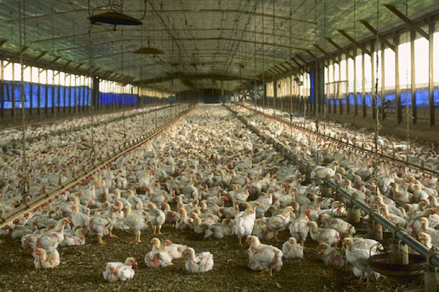 ‘Depopulation’ Takes Spotlight In Avian Influenza Epidemic