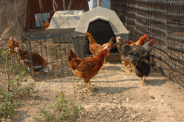 Understanding The 2015 Wisconsin Avian Flu Epidemic: How The Virus Affects Birds