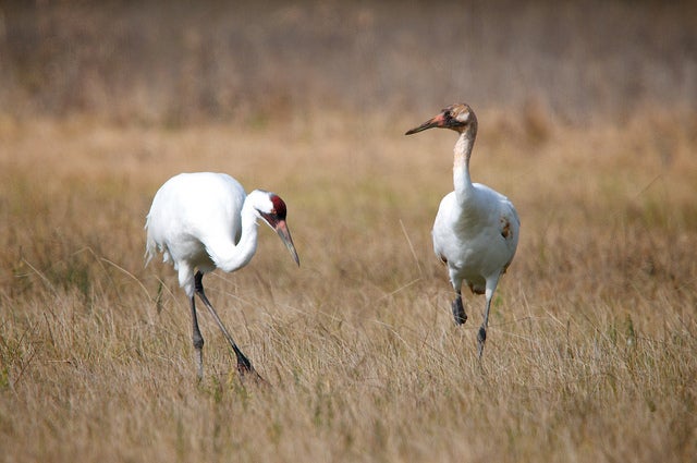 Whooping cranes