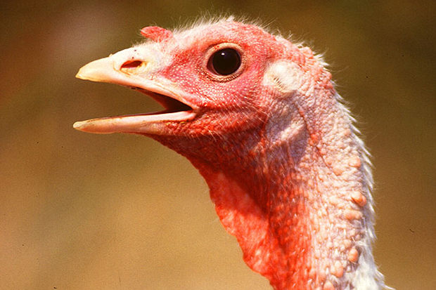 Understanding The 2015 Wisconsin Avian Flu Epidemic: Tracking Disease In Domesticated Birds