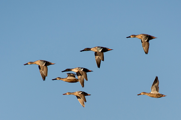 Understanding The 2015 Wisconsin Avian Flu Epidemic: Tracking Disease In Wild Birds