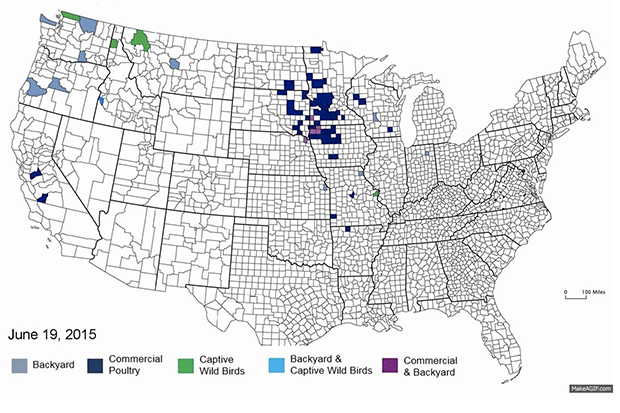 Understanding The 2015 Wisconsin Avian Flu Epidemic: The U.S. Outbreak