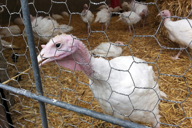 Understanding The 2015 Wisconsin Avian Flu Epidemic: The Impact On State’s Poultry Industry
