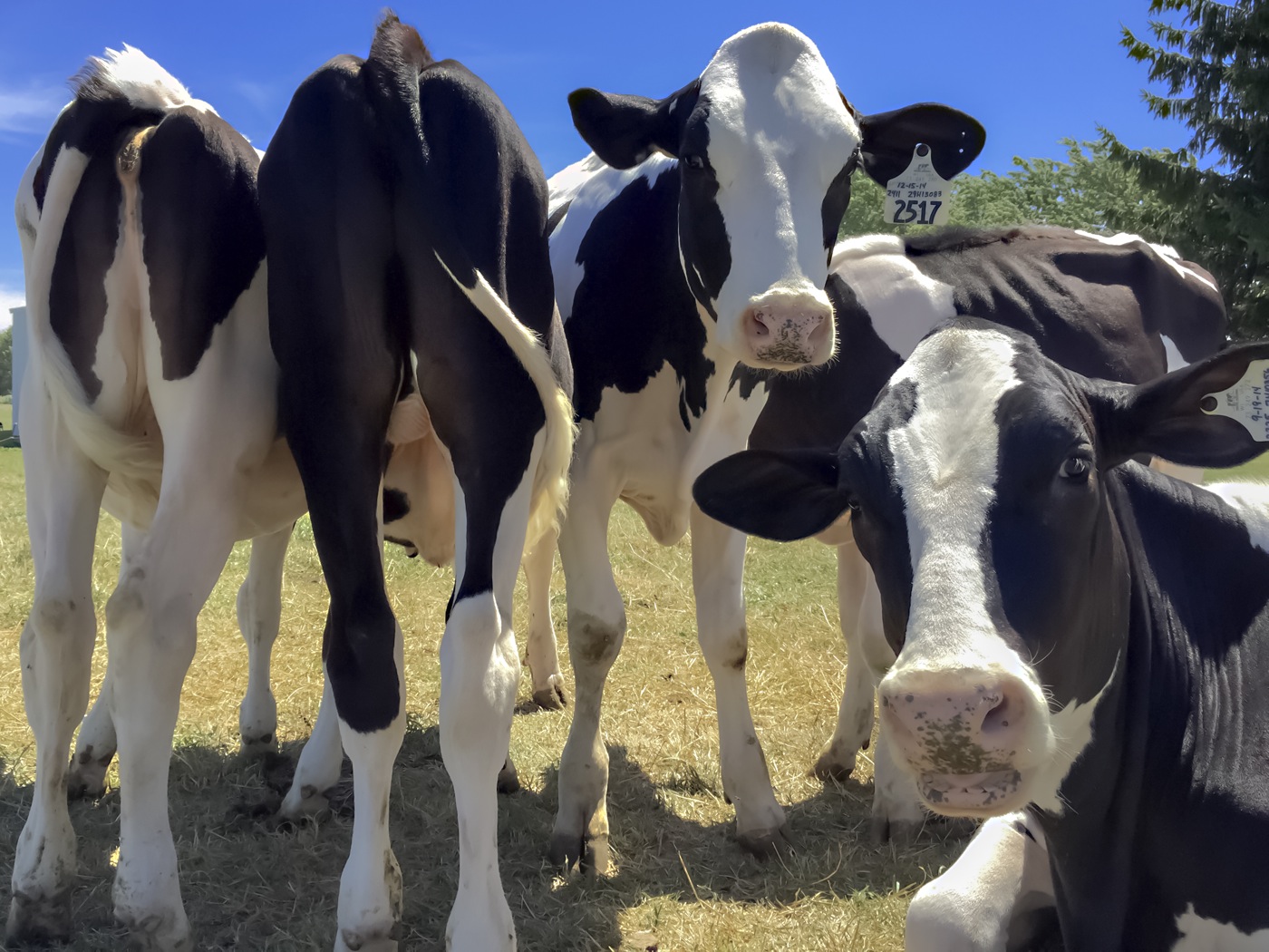 image of holstein cows standing in a group