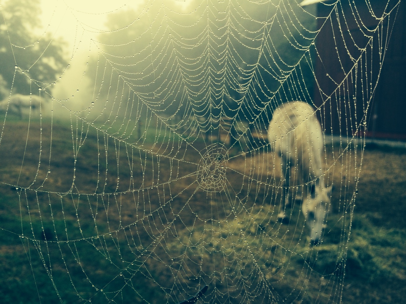 image of foggy morning dewy spider web in front of a horse