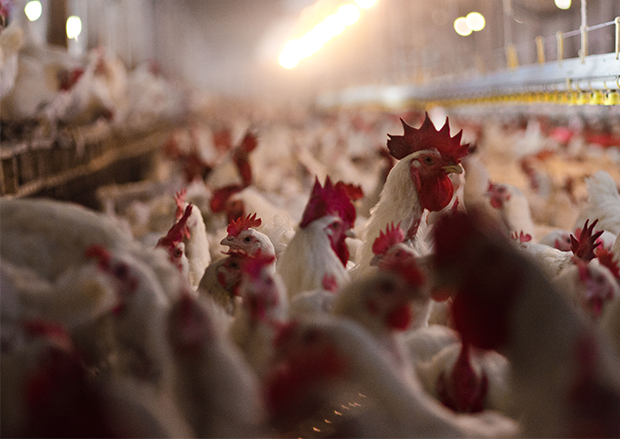 Looking Back On Record-Setting Avian Flu Epidemic