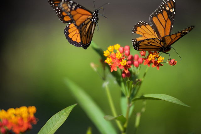two monarch butterflies and milkweed