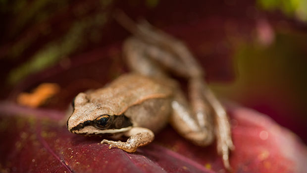 Snow provides insulation for hibernating wood frogs.