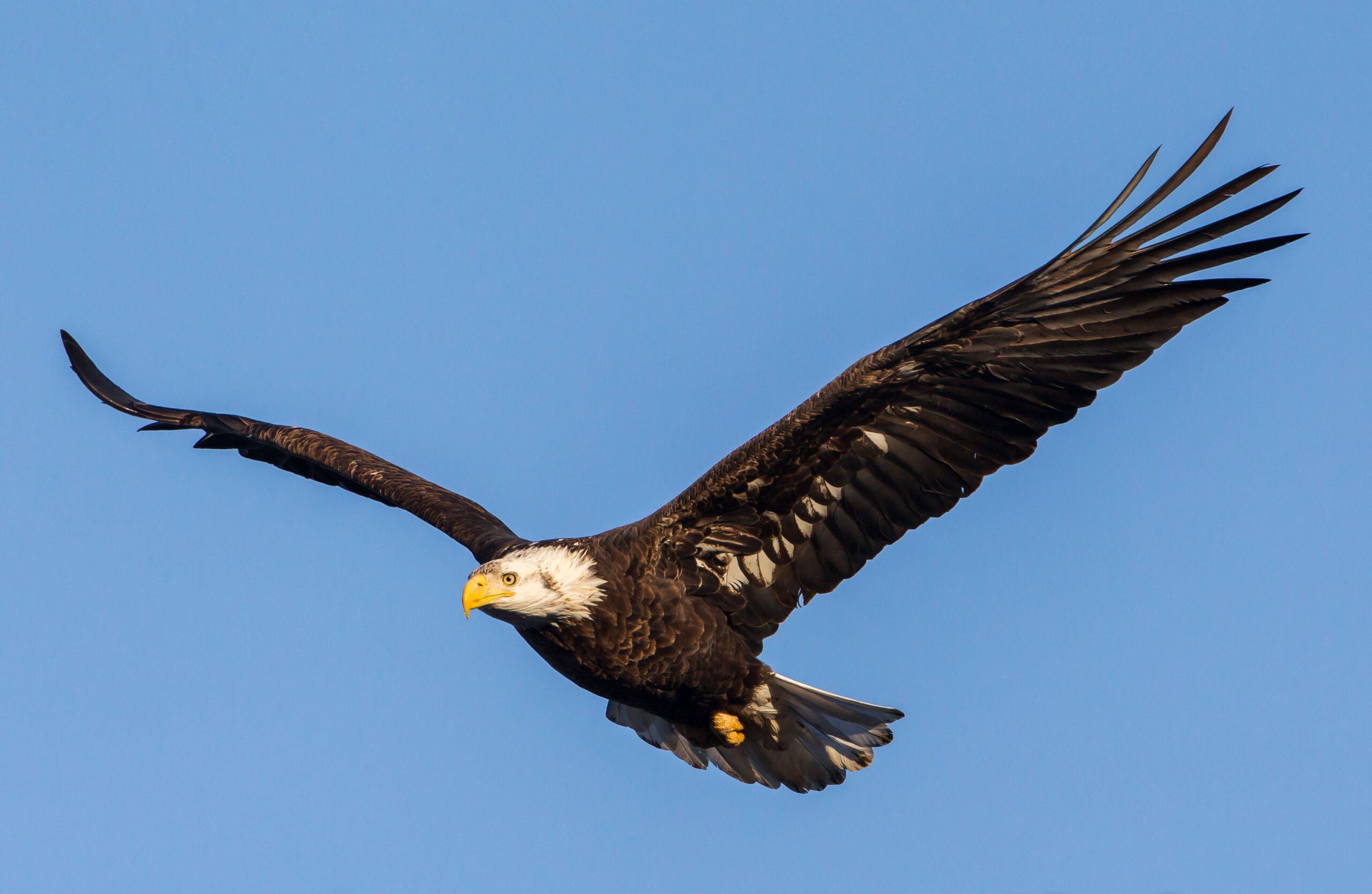 Bald Eagle Flying