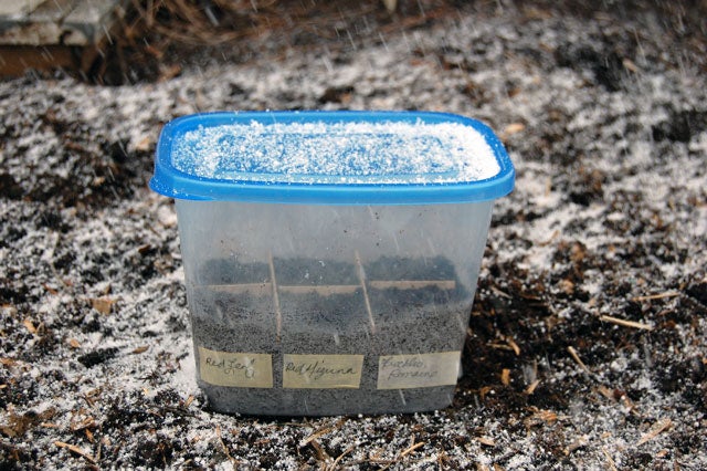 Winter Sowing Container In Snowfall