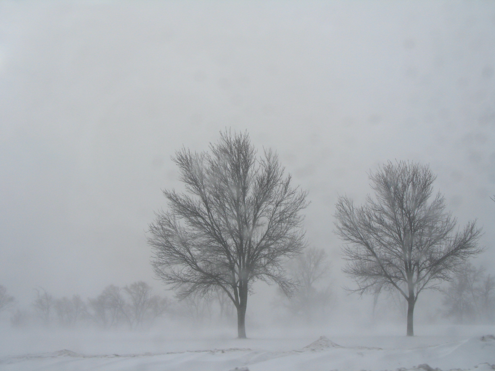 Snowy trees near Olbrich Park