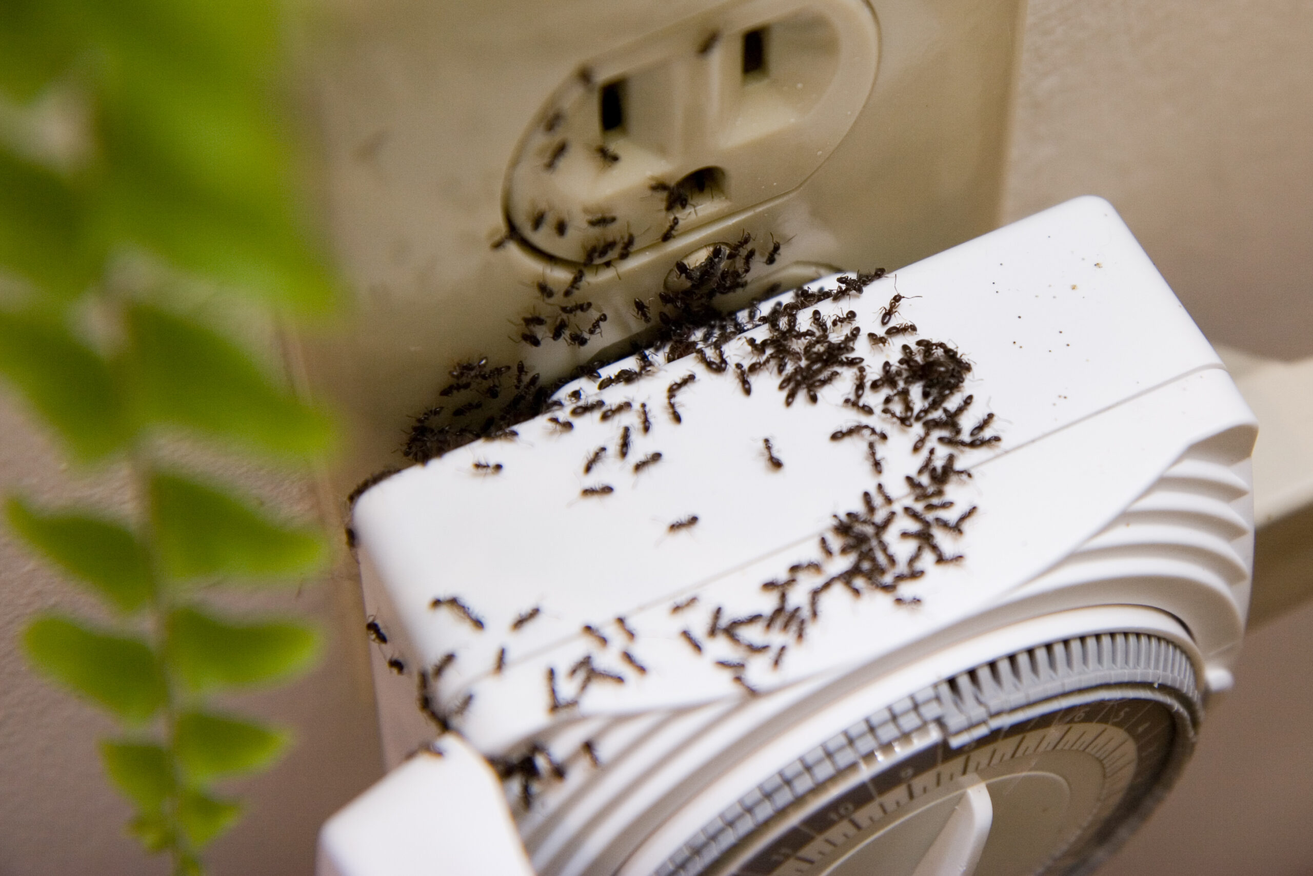 Ants on Electrical Outlet