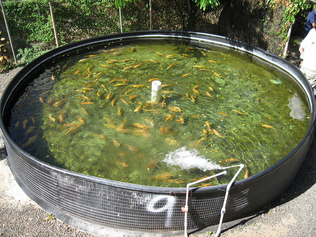 fish tank used in aquaculture